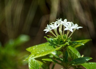 白いペンタスはまた清潔感など別の意味で美しく感じます