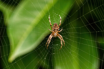 close up of a spider resting in the center of the web in front of big green leaves 