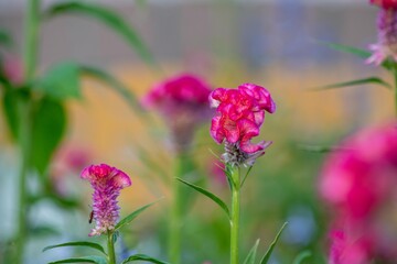 Fototapeta premium とてもカラフルで人の目を引くケイトウの花