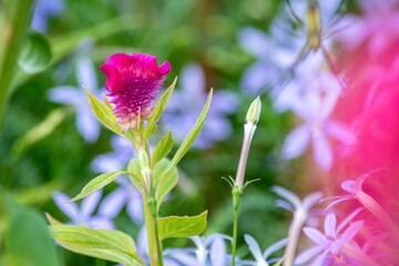 とてもカラフルで人の目を引くケイトウの花