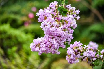 一番美しい時を迎えたサルスベリの花