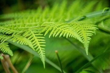 木生シダの仲間の中でもカッコいいタカワラビの葉