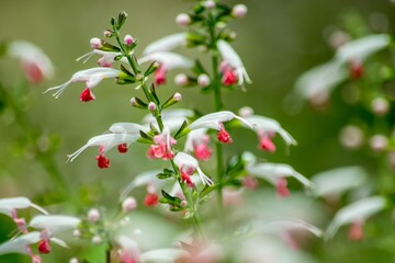 初めて見た時はこんな可憐で可愛い花があったのかと感動しました「ベニバナサルビア」