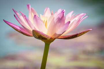 close up pink water lily or pink lotus flower in bloom and blurred background