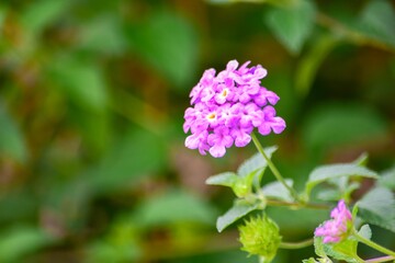 この可愛い花は地面を覆うように広がり、初夏から晩秋までカマラ種より小ぶりな半球状の花を咲かせます