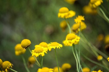 コウヤカミツレは花を薬用とするほか黄色の染料に利用します