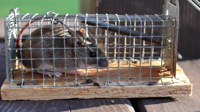 Mouse in mousetrap (rat cage) on natural background. Rodent and pest control concept.