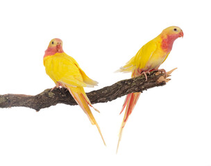 Princess parrot in studio