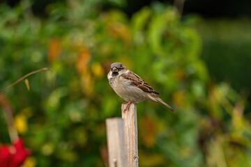one male sparrow resting on top of the stick from the wooden fence in the  garden