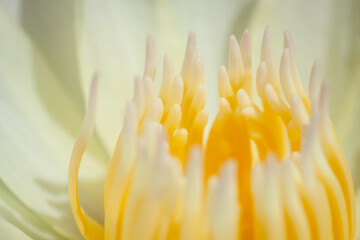 close up/ macro yellow pollen of water lily or lotus flower in the field