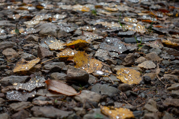HERBSTLAUB . AUTUMN FOLIAGE