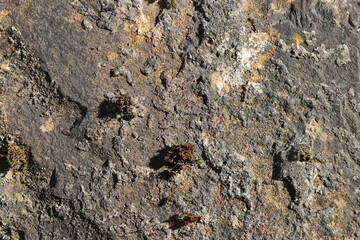 Close up of stone  texture in the forest, highly detailed