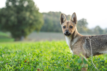 mix breed dog in the grass looking at the camera