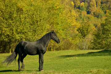 Obraz na płótnie Canvas A black horse on a meadow on a sunny autumn morning
