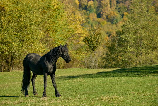 A black horse on a meadow on a sunny autumn morning