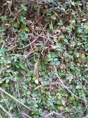 thriving vines