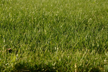 green grass, lawn in the garden. Gardening, landscaping