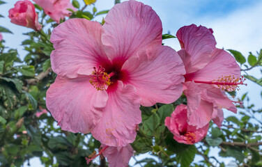 Seminole Pink Tropical Hibiscus Flowers Easter Island Chile