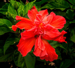 Double Orangge Tropical Hibiscus Flower Easter Island Chile