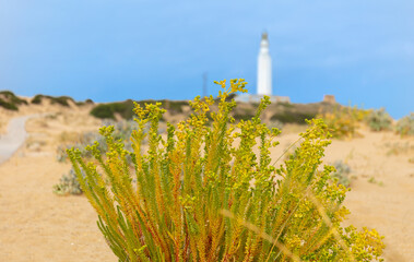 Close up of a plant on Trafalgar beach with yellow flowers in summer. In the background, out of...
