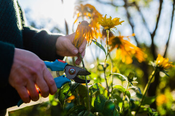 Autumn garden work. Woman's hands cutting faded rudbeckia flowers in the garden. - obrazy, fototapety, plakaty