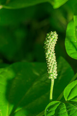 long pepper on tree