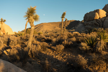 Joshia Trees in California, Moon in Background