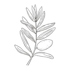 hand drawn olives design element