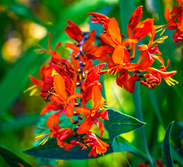 Red Orange Montbretia Crocosmia Blooming Macro