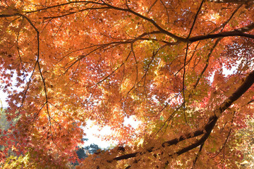 震生湖の紅葉