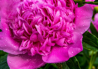 Pink Peony Flower