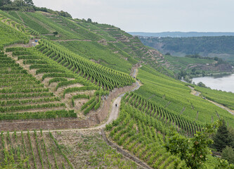 Fototapeta na wymiar Hiking path trhough Wineyard German Region Moselle River Winningen