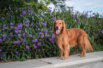 Golden Retriever standing by the flowers