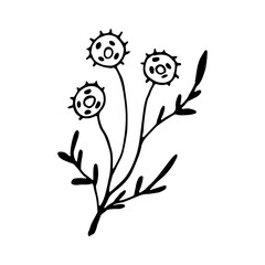 Hand drawn wedding herb, plant