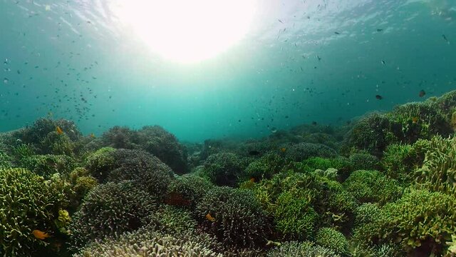 360 panorama: Coral reef underwater with fishes and marine life. Coral reef and tropical fish. Camiguin, Philippines.