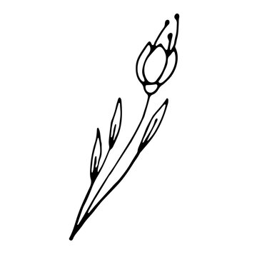 Hand Drawn Tulip Flower Isolated On White