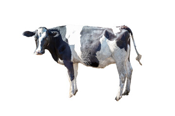 牛の立ち姿、横姿の切り抜き用素材