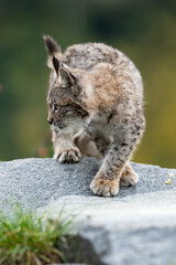 Naklejka na ściany i meble Lynx in green forest with tree trunk. Wildlife scene from nature. Playing Eurasian lynx, animal behaviour in habitat. Wild cat from Germany. Wild Bobcat between the trees