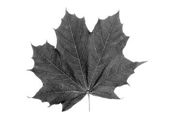 Norwegian maple leaf in black and white on white background