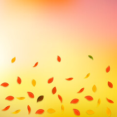 Falling autumn leaves. Red, yellow, green, brown r
