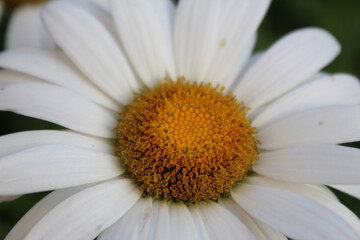 Daisy Close Up