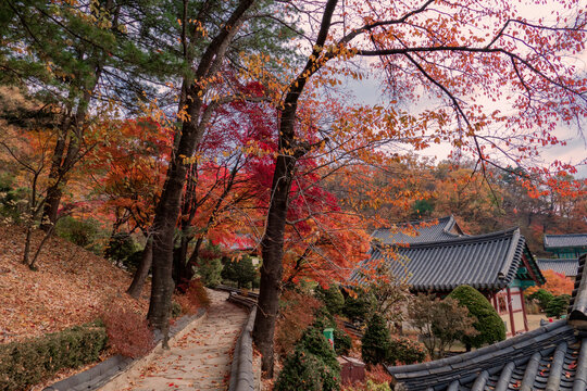 path to temple in autumn -Busuksa(temple name), Youngju Gyoungsangbukdo, Korea