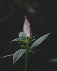 butterfly on leaf
Perhaps the butterfly is proof that you can go through a great deal of darkness and still become something beautiful.
