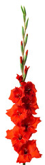 Lush inflorescence of red gladiolus isolated on white. Beautiful summer and autumn flowers