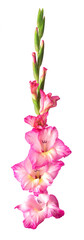 Lush inflorescence of pink gladiolus isolated on white. Beautiful summer and autumn flowers