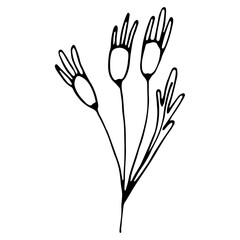 Hand drawn wedding herb, plant