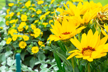 Bright yellow rudbeckia or Black Eyed Susan flowers