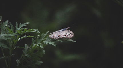 butterfly on leaf
Perhaps the butterfly is proof that you can go through a great deal of darkness and still become something beautiful.