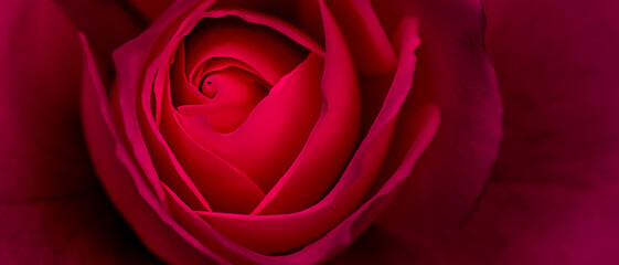 Botanical concept, invitation card - Soft focus, abstract floral background, red rose flower. Macro...