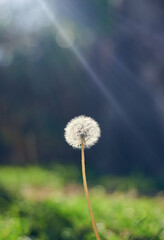 Dandelion with sun flare background and nice bokeh
